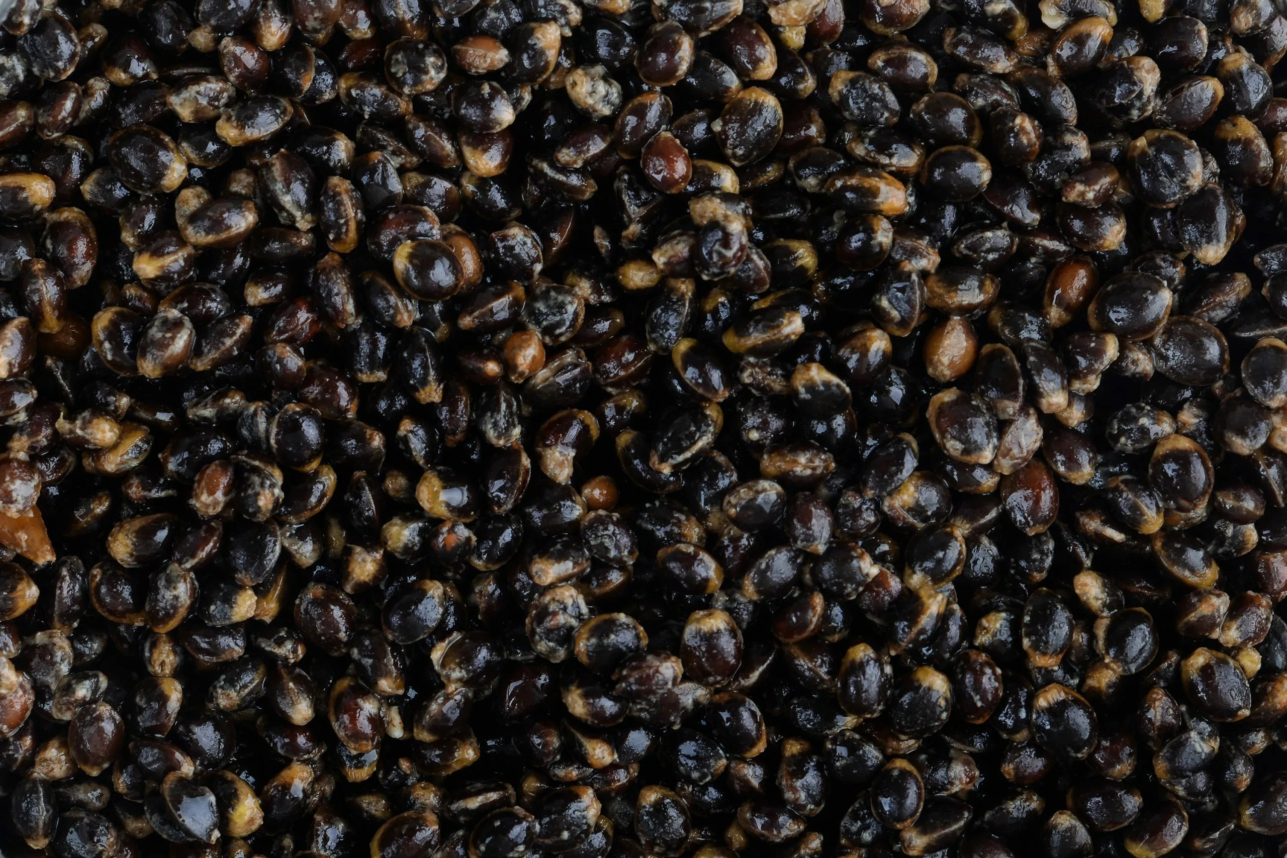 Saga Oil Boosted Original Hemp 3 Saga Oil Boosted Original Hemp - Afbeelding 3